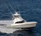 7568-37 Billfish